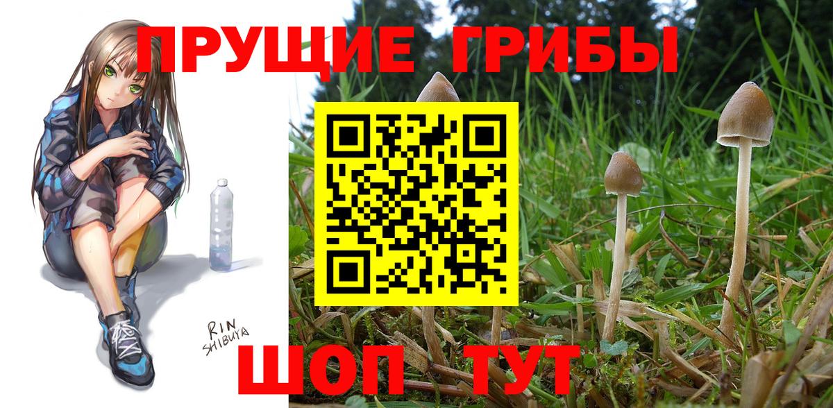 Галлюциногенные грибы GOLDEN TEACHER Отрадный